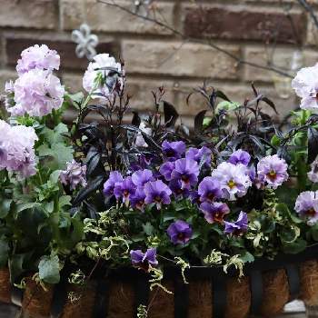 ストロビランテス ブルネッティの投稿画像一覧 Greensnap グリーンスナップ