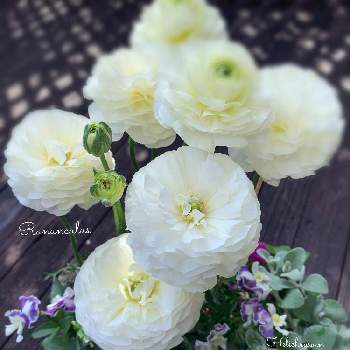 ぞうさんビオラ の投稿画像一覧 Greensnap グリーンスナップ