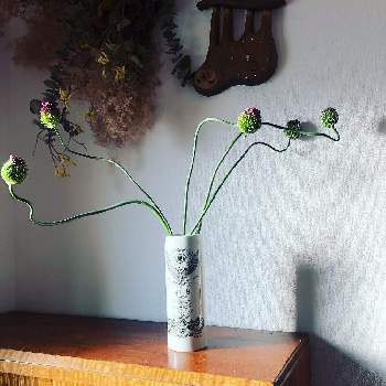 アリウム丹頂の投稿画像一覧 Greensnap グリーンスナップ