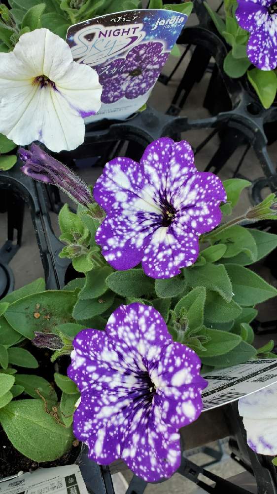 ペチュニア ナイトスカイの投稿画像 By Junさん 21月3月24日 Greensnap グリーンスナップ