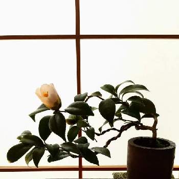 椿愛好家の投稿画像一覧 Greensnap グリーンスナップ