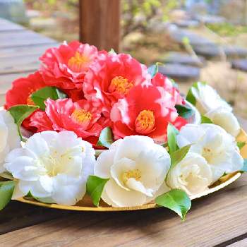 八重咲きツバキの画像 by こもひささん | 広い庭とツバキとツバキの花と八重咲きツバキと庭の花と白い椿と赤いツバキと花を飾るとお皿と八重咲きと椿 ツバキと春に育てた花2021 と椿の花。