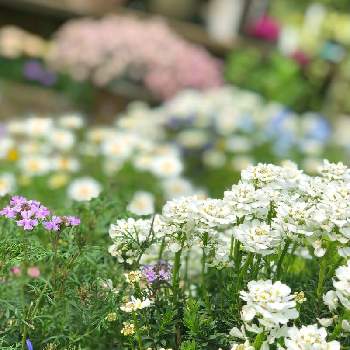 宿根バーベナの育て方 植え付け時期やグランドカバーにする方法は Greensnap グリーンスナップ