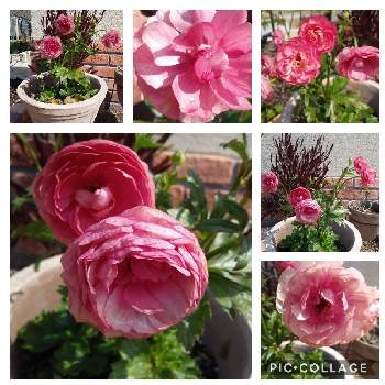 ラナンキュラスラックス ヘラの投稿画像一覧 Greensnap グリーンスナップ