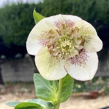 クリスマスローズ セミダブルの投稿画像一覧 Greensnap グリーンスナップ