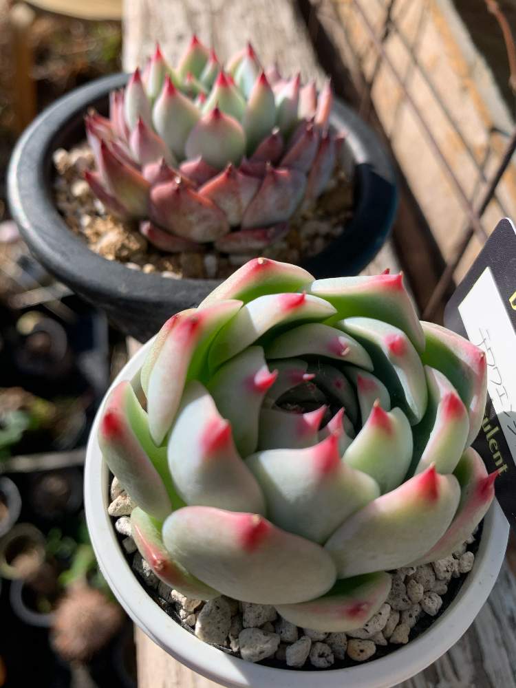 多肉植物の投稿画像 By Tanitenさん 植物のある暮らしと植物好きと繋がりたいとtanitenとビザールパークと多肉植物寄せ植えとbizarre Farmと花のある暮らしとディスプレイとbizarre苗とインテリアグリーン 21月3月25日 Greensnap グリーンスナップ