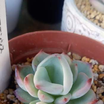 パックンフラワーの投稿画像一覧 Greensnap グリーンスナップ