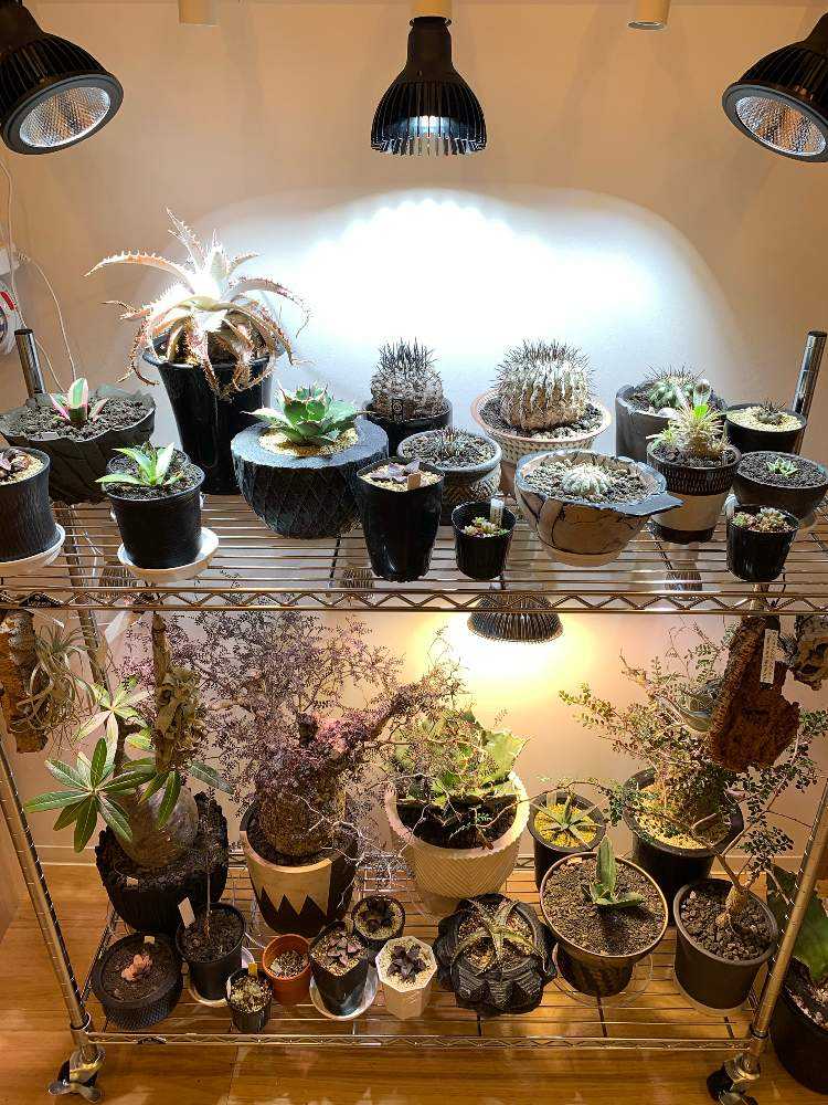 (専用)黒王丸 コピアポア シネレア (invisible ink 鉢植え) 黒王丸 コピアポア シネレア (invisible ink 鉢植え) コピアポア