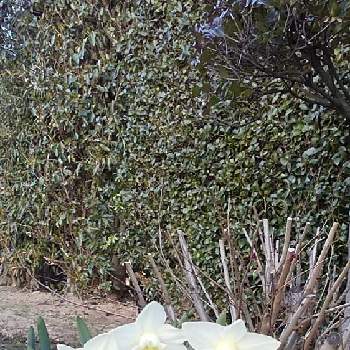 かしの木の投稿画像一覧 Greensnap グリーンスナップ