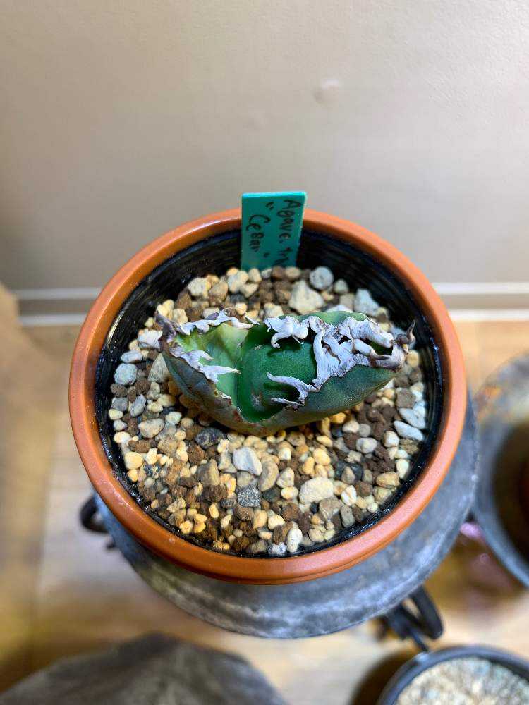 アガベ チタノタ シーザー 成長記録｜🍀GreenSnap（グリーンスナップ）