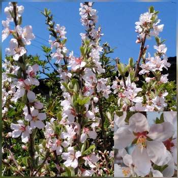 ユスラウメ ユスラゴ の投稿画像一覧 Greensnap グリーンスナップ