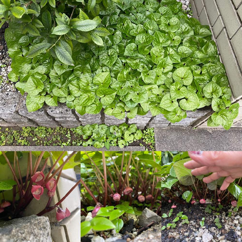 双葉葵 フタバアオイ の投稿画像 By そらりすさん 茶庭とおうち園芸と新緑と私の庭と花のある暮らしと通りすがりの花と花が好き 21月3月25日 Greensnap グリーンスナップ