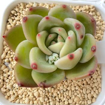 ピンクシャンペンの投稿画像一覧 Greensnap グリーンスナップ