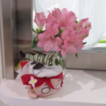 アルストロメリア 白の投稿画像一覧 Greensnap グリーンスナップ