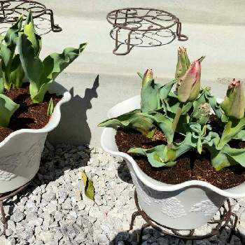 パックンフラワーの投稿画像一覧 Greensnap グリーンスナップ