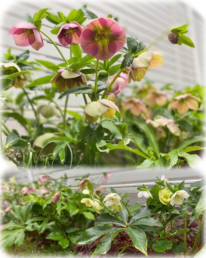 葉っぱが綺麗の投稿画像 By なおさん 花いっぱい とおうち園芸と晴れたらいいなぁ と好きな場所と花のある暮らしと地植えと雨の日 21月3月25日 Greensnap グリーンスナップ