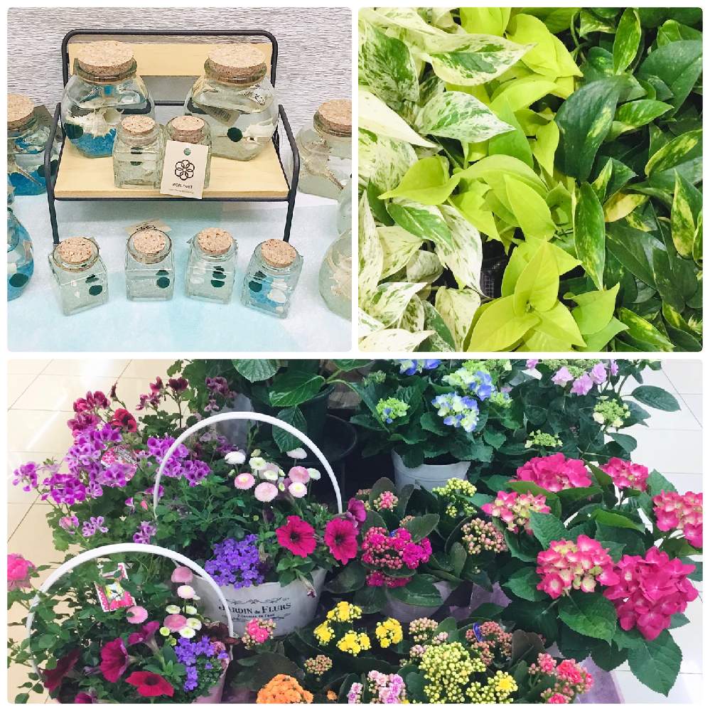 部屋の投稿画像 By カインズさん 春のお花と入荷情報 とポトス とマリモ と可愛いと花のある暮らしと春到来 とカインズ本庄早稲田とcainz と春のお花と入荷情報 とポトス とマリモ と可愛いと花のある暮らしと春到来 とカインズ本庄早稲田とcainz 21月3月25日