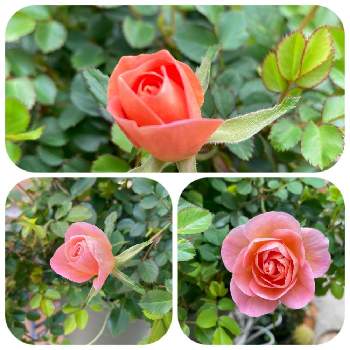 フローランドローズプリズムの画像 by roiさん | 小さな庭とフローランドローズプリズムとありがとう♡と今日は休みと可愛い〜♡とげんきもらえますと癒し…♡と花のある暮らしと色がキレイと『2021桜』フォトコンテスト