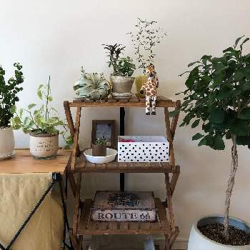 E 花屋さんの植物達の投稿画像一覧 Greensnap グリーンスナップ