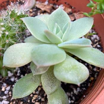 病気 の投稿画像一覧 Greensnap グリーンスナップ