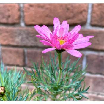 春の花ばなの画像 by 花音ちゃんさん | 小さな庭と春の花ばなと庭の花と庭花あそびとピンク色の花とガーデニングと花のある暮らし