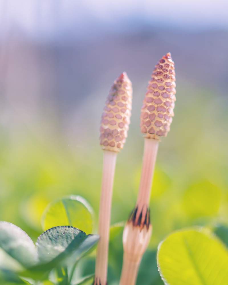 土筆 つくし の投稿画像 By まーこさん つくしとくろーばー とお出かけ先と金沢とお写ん歩と風情があると美しい とかわぃぃ と前ボケとボケフォトファンと写活とお散歩と背景ボケと金沢とお写ん歩と風情があると美しい とかわぃぃ と前ボケとボケフォトファンと写 土筆 つくし の投稿画像 By まーこさん つくしとくろーばー とお出かけ先と金沢とお写ん歩と風情があると美しい とかわぃぃ と前ボケとボケフォトファンと写活とお散歩と背景ボケと金沢とお写ん歩と風情があると美しい とかわぃぃ と前ボケとボケフォトファンと写