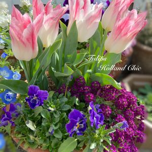 アリッサム,チューリップ,ビオラ,寄せ植え,ガーデニングの画像