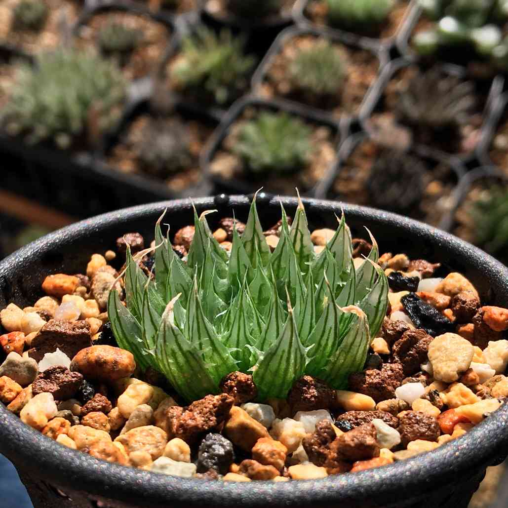 原種】 ハオルチア クーペロイデス H. cooperoides n.n., GP1535, Waaipoort, NE of  Steytlerville 美株 多肉植物