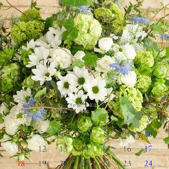 ポンポン咲きのマムの投稿画像一覧 Greensnap グリーンスナップ