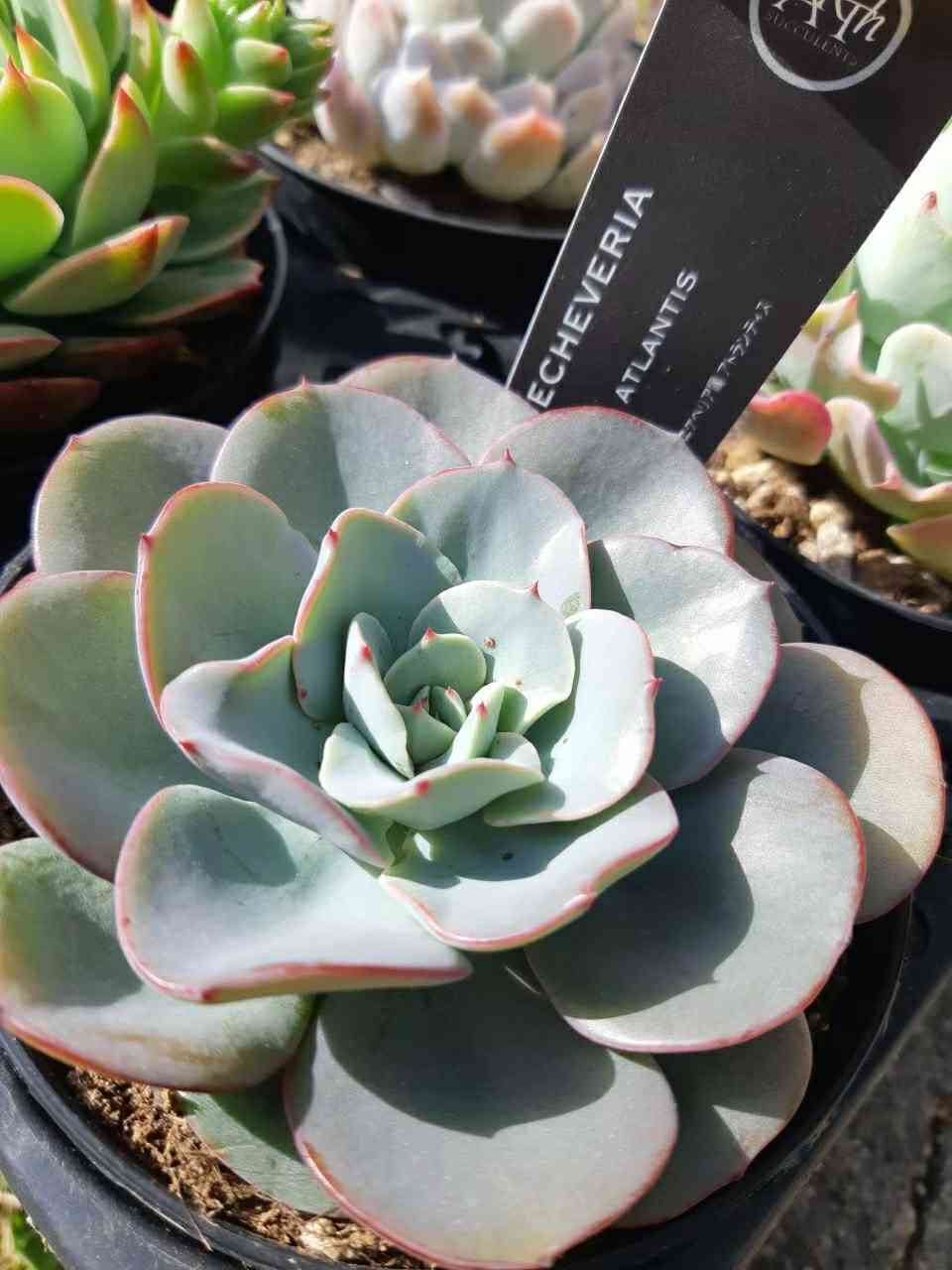 168🌹アトランティス ピーチスアンクリム｜🍀GreenSnap