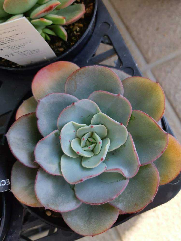 168🌹アトランティス ピーチスアンクリム｜🍀GreenSnap（グリーン