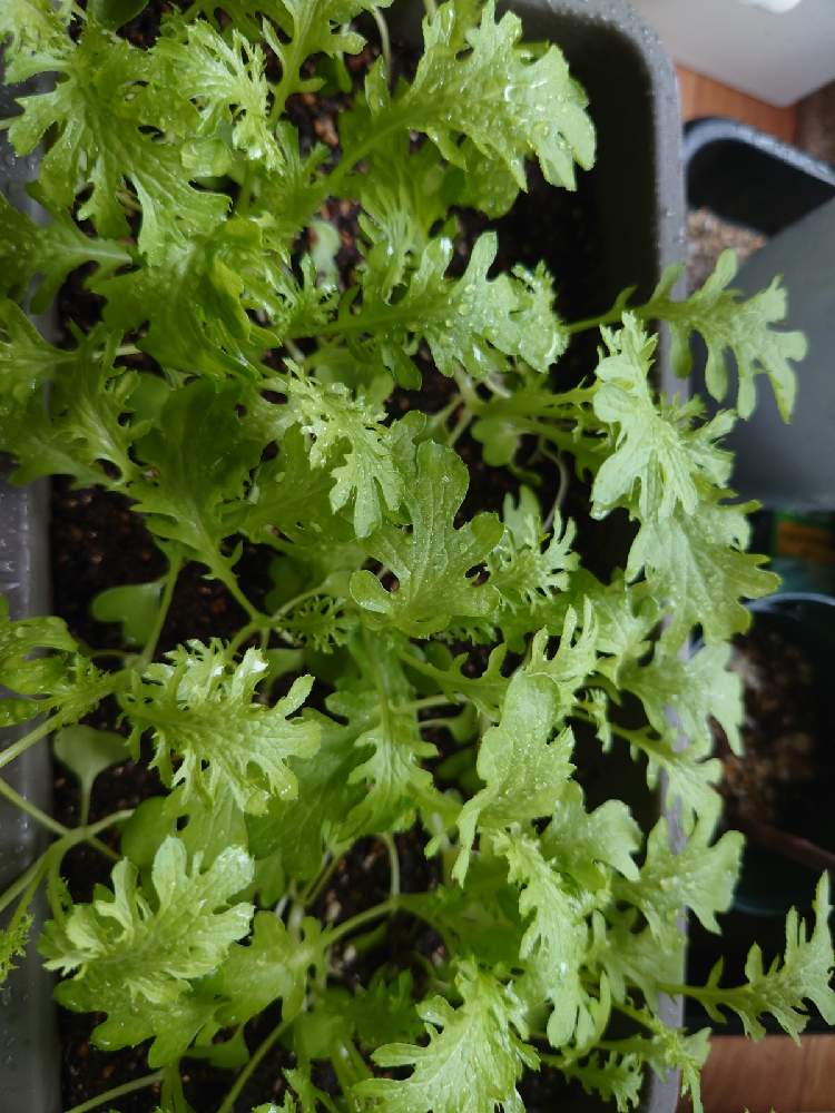 わさび菜の投稿画像 By なんなさん 部屋と栽培セットと栽培セット 21月3月25日 Greensnap グリーンスナップ Greensnap グリーンスナップ