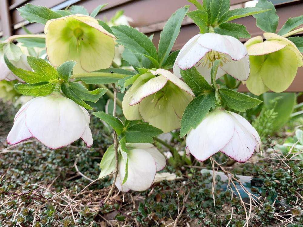 2021年 クリスマスローズまとめ🍀｜🍀GreenSnap（グリーンスナップ）