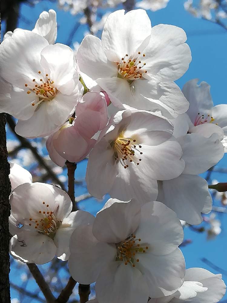 キラキラの花の投稿画像 By オッカさん キラキラ とピンクの花とありがとう とありがとう と愛らしいと楽しんでと春の訪れとキラキラ花とさくら咲くと優しい気分と楽しむとさくら 21月3月25日 Greensnap グリーンスナップ