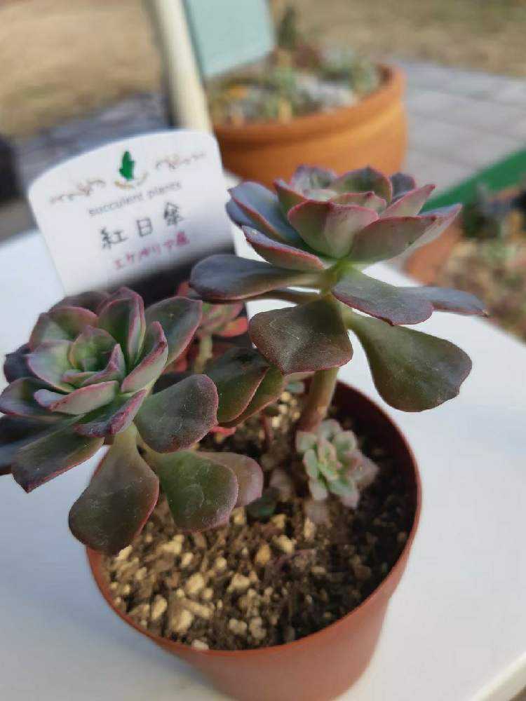 96💐紅日傘 バイカラー｜🍀GreenSnap（グリーンスナップ）