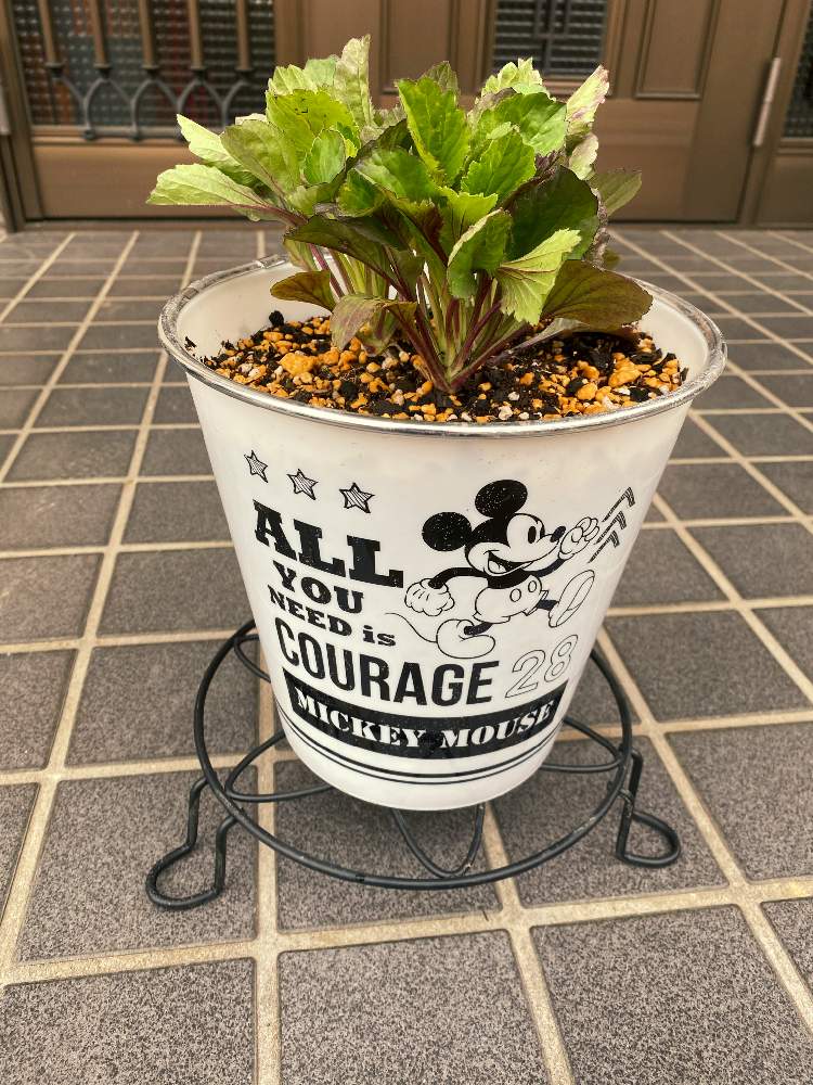 アスターの投稿画像 By ドラさん 鉢植えと春に育てた花21 21月3月25日 Greensnap グリーンスナップ