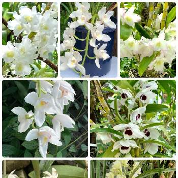 温室の植物の画像 by ハルちゃんさん | お出かけ先と温室の植物と白い洋ランと新宿御苑と花のある暮らしと洋ランの花