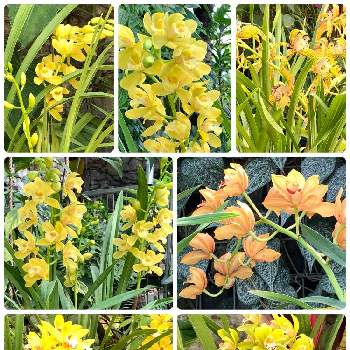 温室の植物の画像 by ハルちゃんさん | お出かけ先と温室の植物と新宿御苑と黄色い洋ランと花のある暮らしと洋ランの花