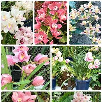 温室の植物の画像 by ハルちゃんさん | お出かけ先と温室の植物と新宿御苑とピンク系の洋ランと花のある暮らしと洋ランの花