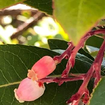 エゴノキ ピンクチャイムの投稿画像一覧 Greensnap グリーンスナップ