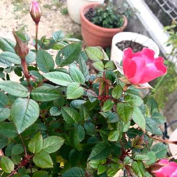 ラブリープリンセス、オプティマの画像 by kazuさん | 小さな庭とラブリープリンセス、オプティマとミニ 薔薇とピンクと楽しみとツボミ