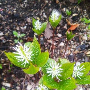 一人静の投稿画像一覧 Greensnap グリーンスナップ