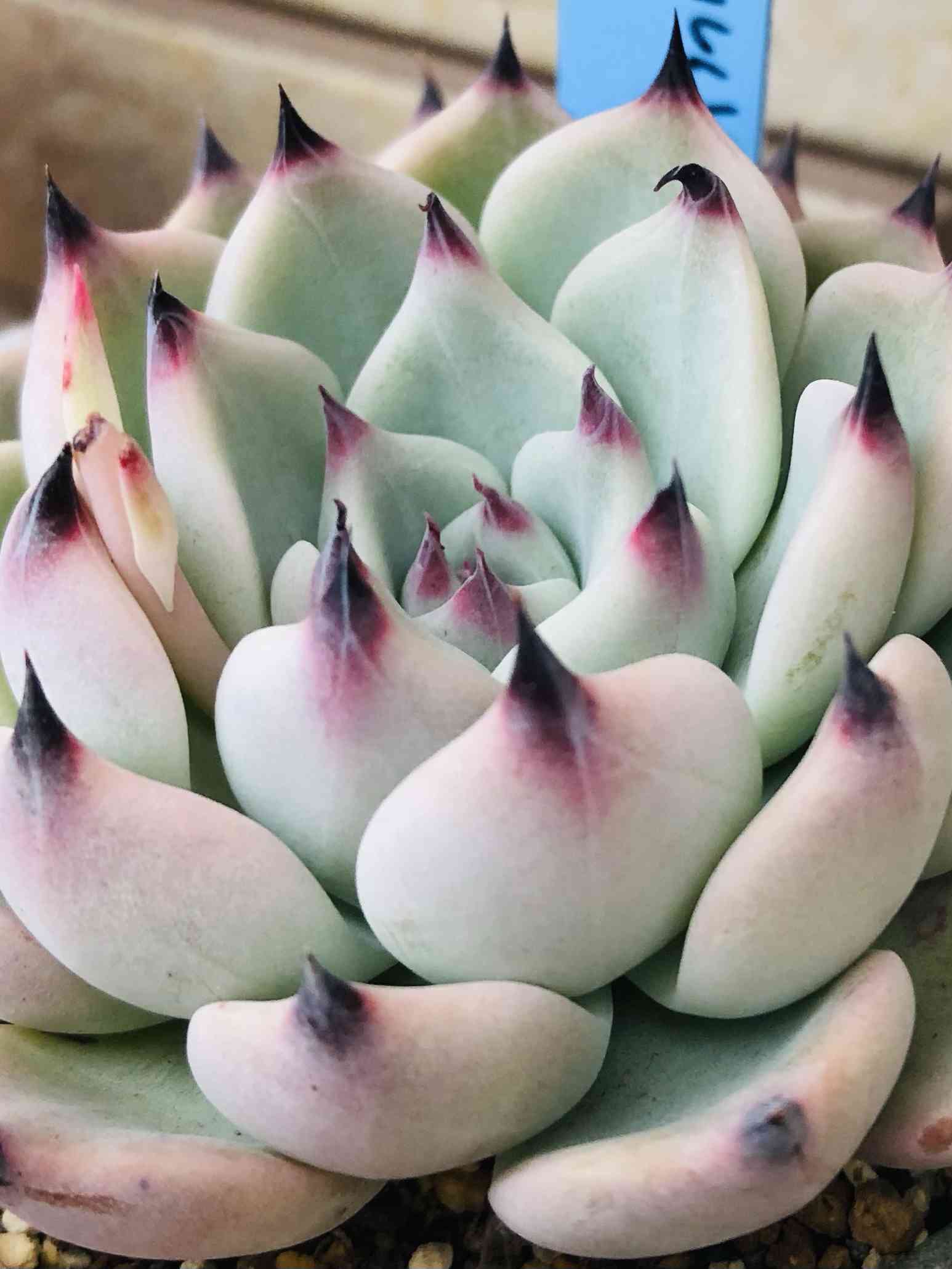 おらいさん 青札✡️デレッセーナ×ざわわ✡️もりっと5頭 多肉 抜苗 ザワワ交配 おらいさん 青札✡️デレッセーナ×ざわわ✡️もりっと5頭 多肉 抜