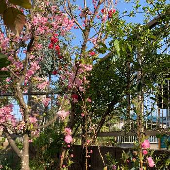 春　よろこびの画像 by 淳 こさん | 小さな庭と春　よろこびといつもありがとうございますと落ち着かない春と癒しの花びらと緑で　ほっといのち　いっぱいとやさしい色たち