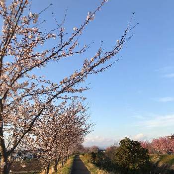 桜並木の道の画像 by ぶらんさん | お出かけ先と桜の木と花のある暮らしと移ろう季節ともう春だよ❗と桜並木の道