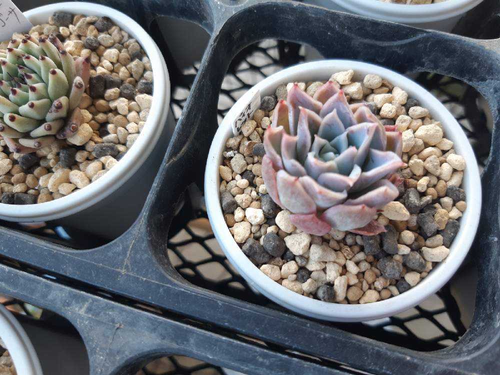 すみれ牡丹 エケベリア 多肉植物 抜き苗 66🌹🌹バイオレットクイーン すみれ牡丹｜🍀GreenSnap（グリーン