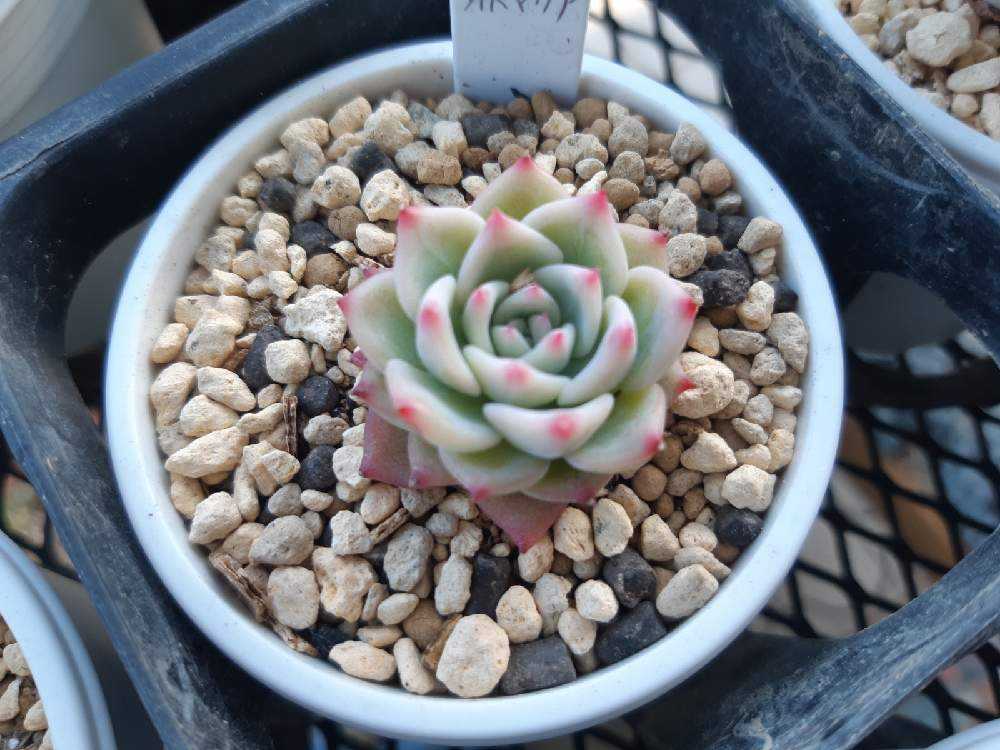 193A😇🌹AKマリア ｜🍀GreenSnap（グリーンスナップ）