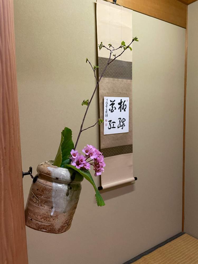 ヒマラヤユキノシタの投稿画像 By Mimikomamaさん ハシバミと茶花と和の趣と床の間と季節の花と花のある暮らしと生け花 21月3月25日 Greensnap グリーンスナップ
