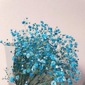 染めかすみ草の投稿画像一覧 Greensnap グリーンスナップ