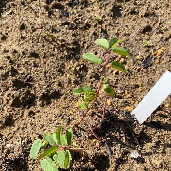 ワレモコウ 吾亦紅 の育て方 植え付け時期や増やし方は Greensnap グリーンスナップ